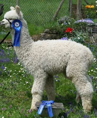 AHL Peruvian Tru Leader Fohlen