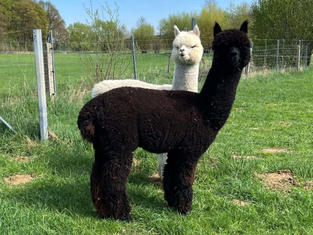 Harmony's Black Temptation