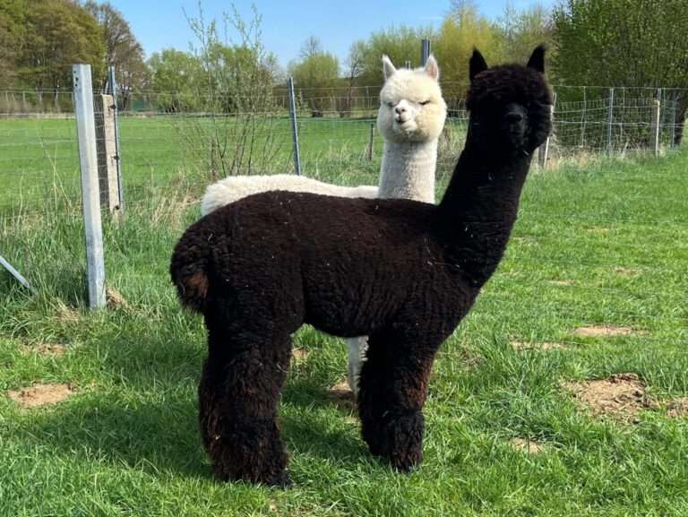 Harmony's Black Temptation