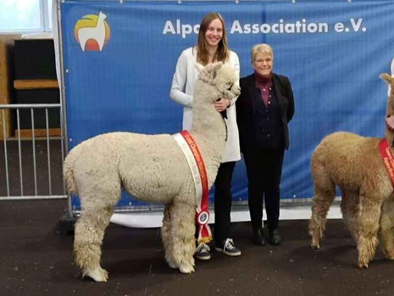 Alpaka Grand Champion